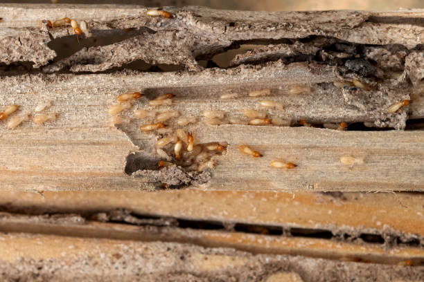 Best Pest Prevention Services  in Maryville, TN