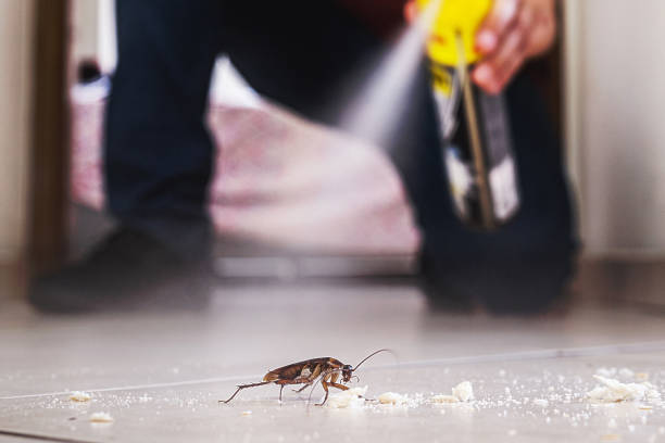 Best Affordable Pest Control Services  in Maryville, TN